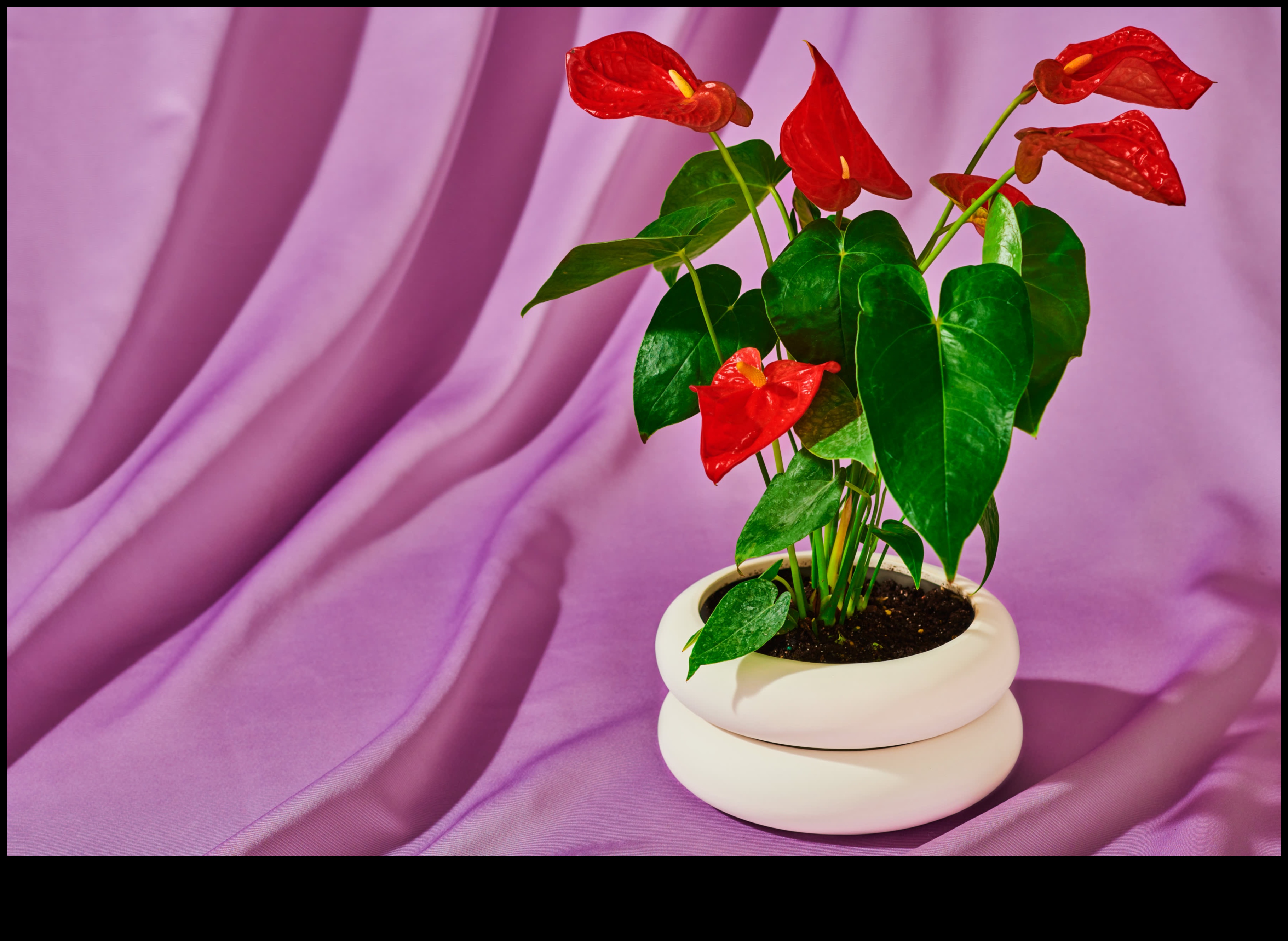 Glory Green Thumb: Cadouri de grădinărit pentru pasionații de plante